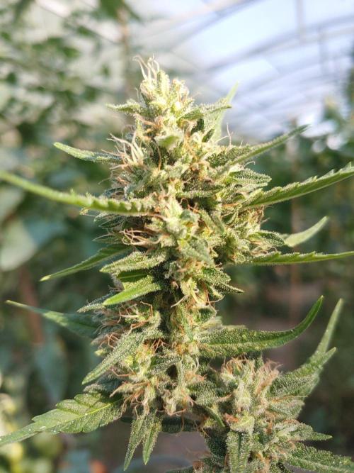 Automat. Week 11 - FastBuds mix