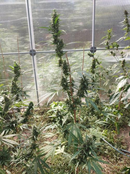 Automat. Week 11 - FastBuds mix