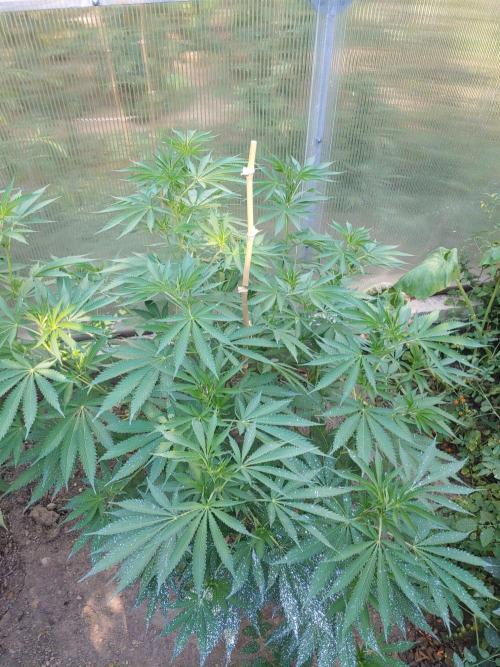 Skleník. Week 15 - Orange creampop