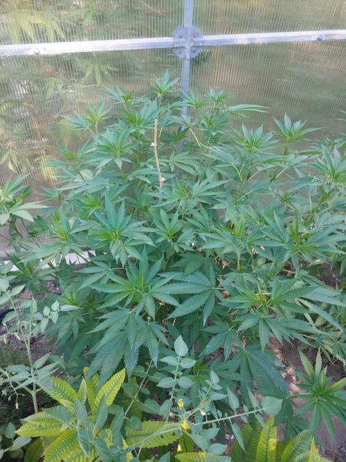 Skleník. Week 15 - White Widow outdoor