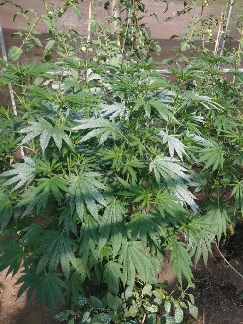 Skleník. Week 15 - White Widow