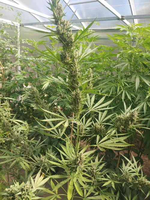 Automat. Week 14 - FastBuds mix 