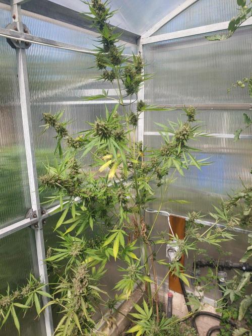 Automat. Week 14 - FastBuds 