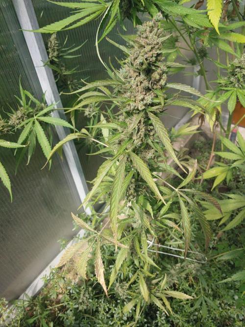 Automat. Week 14 - FastBuds mix 
