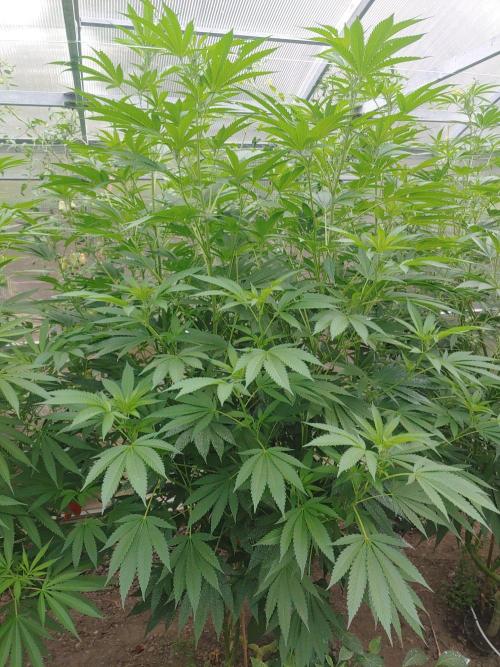 Skleník. Week 18 - White Widow 