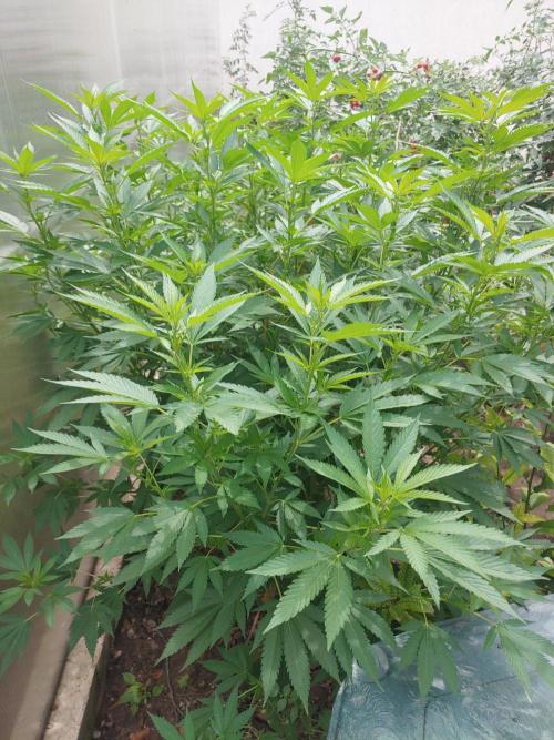 Skleník. Week 18 - White Widow outdoor 