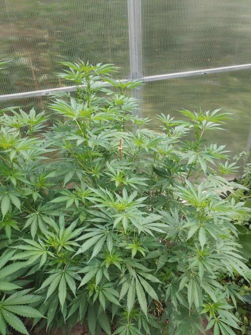 Skleník. Week 18 - Shishka Lemonade outdoor 