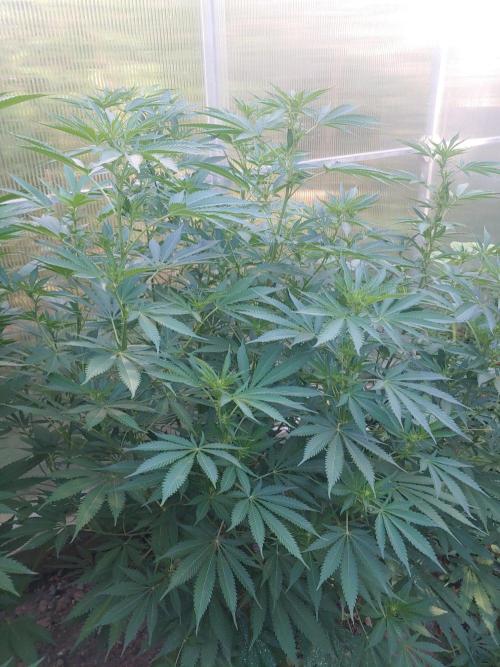 Skleník. Week 19 - Orange Creampop 