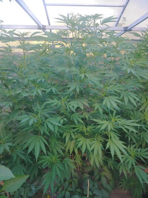 Skleník. Week 19 - Orange Creampop 