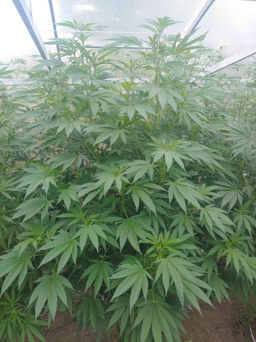 Skleník. Week 19 - White Widow 