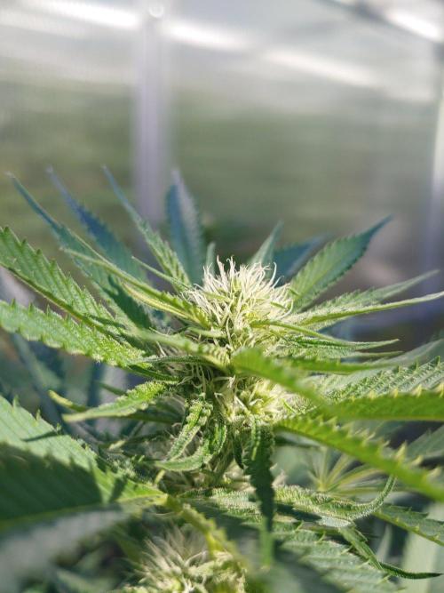 Skleník. Week 21 - Orange creampop 