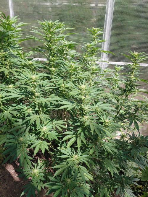 Skleník. Week 21 - Orange creampop 