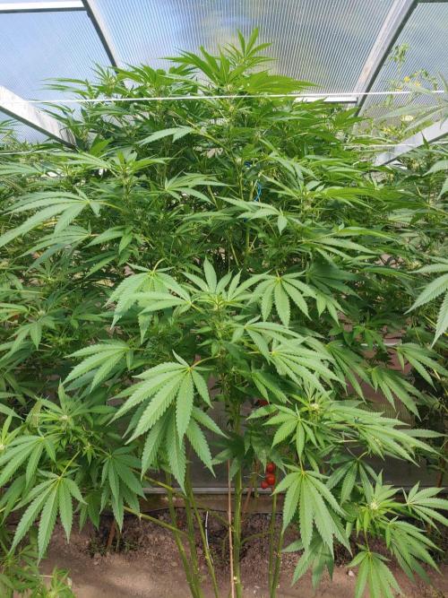 Skleník. Week 21 - White Widow 
