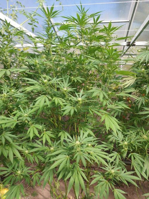 Skleník. Week 21 - Orange creampop 