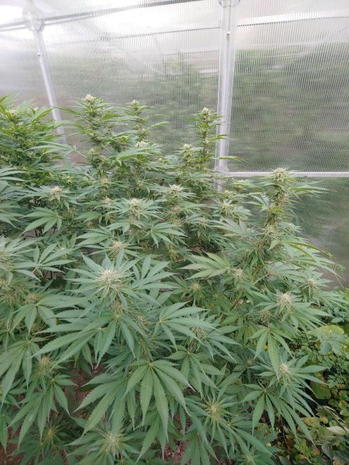 Skleník. Week 22 - Orange Creampop 