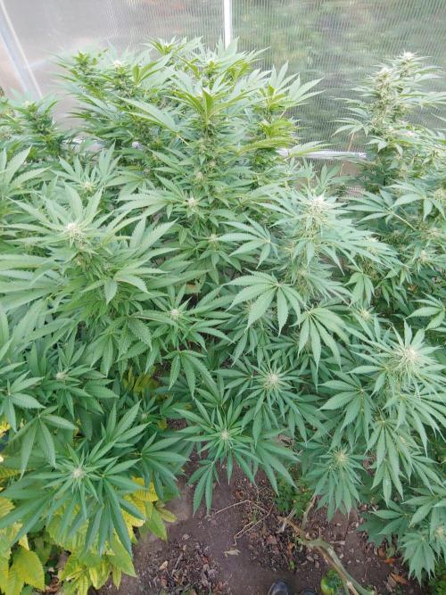 Skleník. Week 22 - White widow