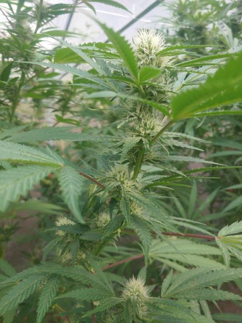 Skleník. Week 22 - Orange Creampop 
