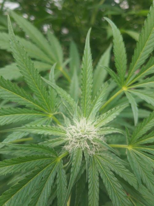 Skleník. Week 22 - White Widow 