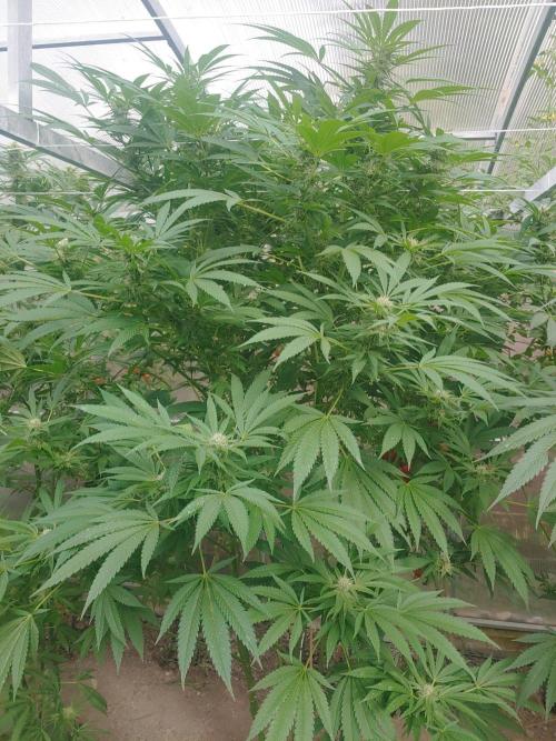 Skleník. Week 22 - White Widow 