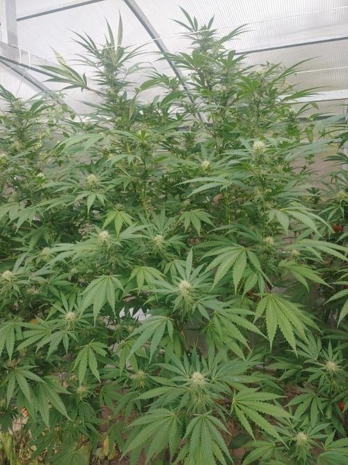 Skleník. Week 22 - Orange Creampop 