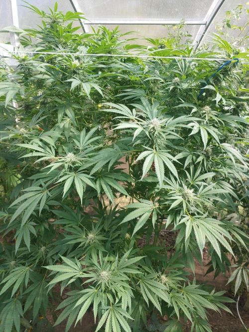 Skleník. Week 23 - White Widow 
