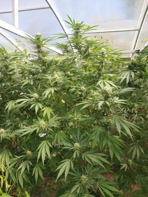 Skleník. Week 23 - Orange Creampop 