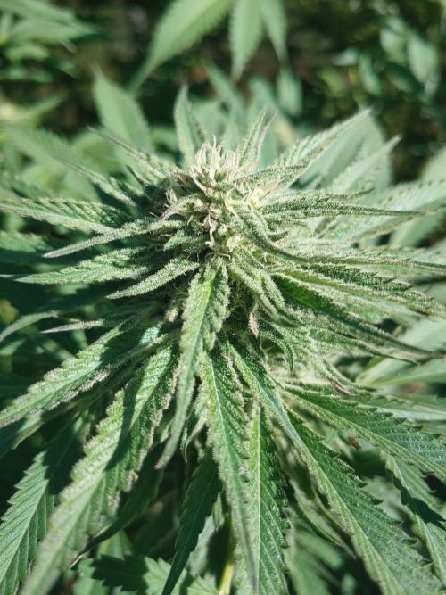 Skleník. Week 23 - White Widow 