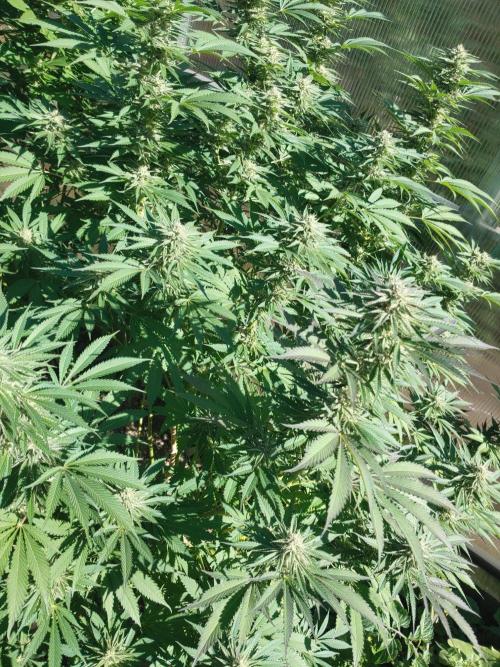 Skleník. Week 23 - Orange Creampop 