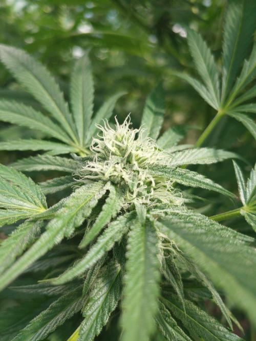Skleník. Week 23 - White Widow 