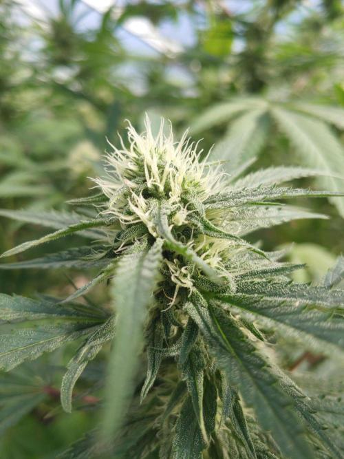 Skleník. Week 23 - Orange Creampop 