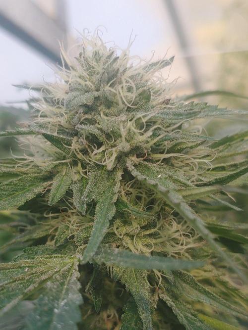 Skleník. Week 24 - Orange Creampop 