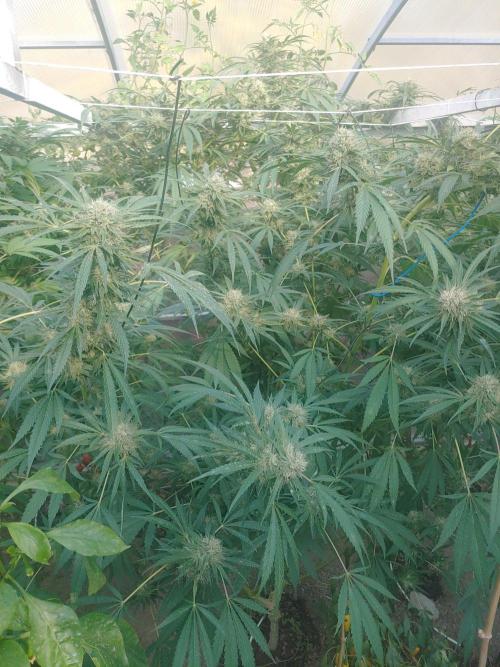 Skleník. Week 24 - Orange Creampop 