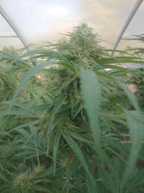 Skleník. Week 24 - White Widow 