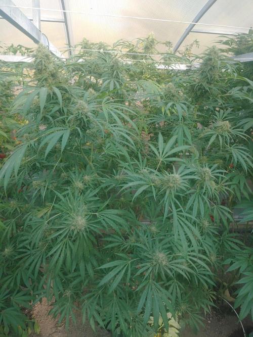 Skleník. Week 24 - White Widow