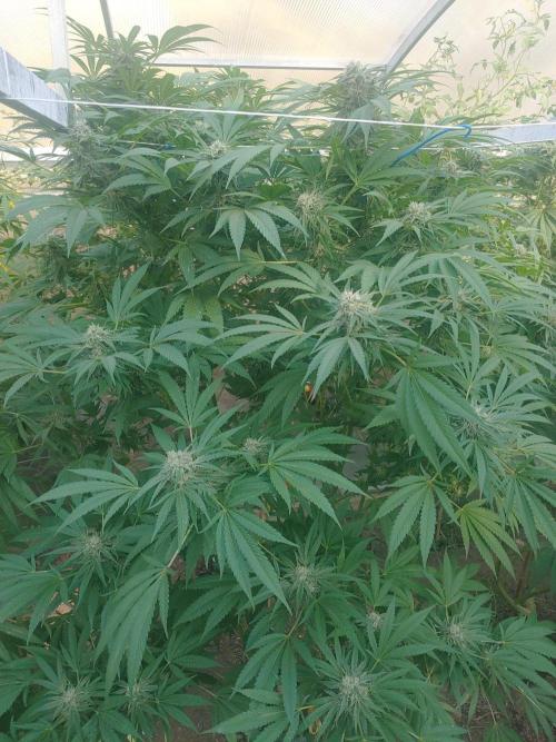 Skleník. Week 24 - Shishka Lemonade 