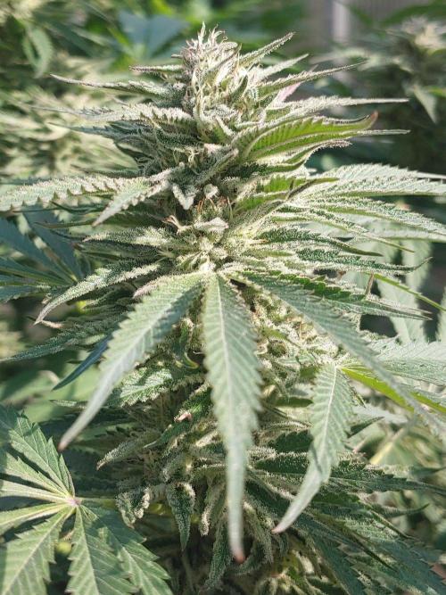 Skleník. Week 24 - Orange Creampop outdoor 
