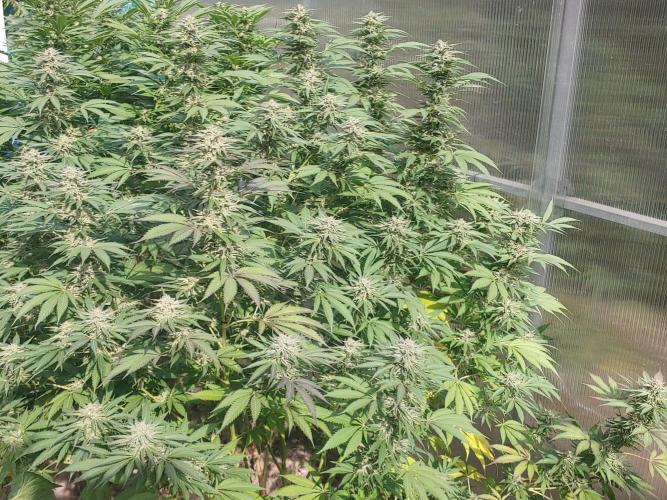 Skleník. Week 24 - Orange Creampop outdoor 