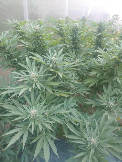 Skleník. Week 24 - White Widow outdoor 