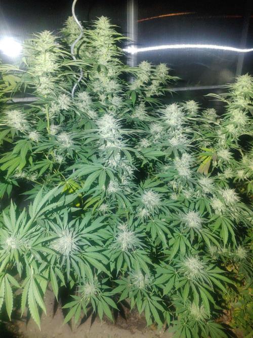 Skleník. Week 25 - Orange Creampop 
