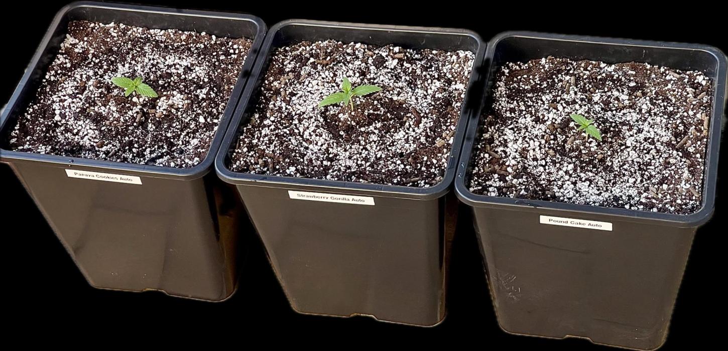 Fast Buds Autos Outdoor + Indoor 2025. Week 0