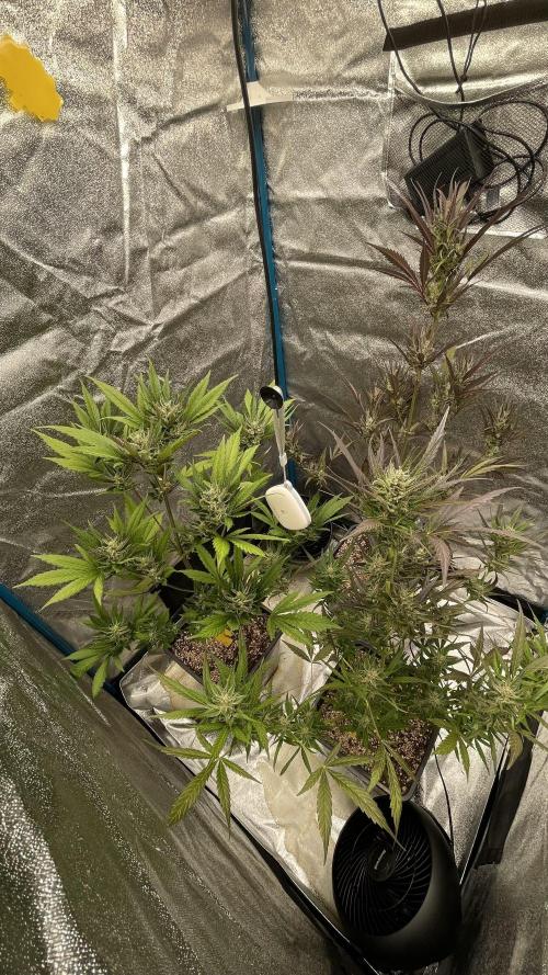 Fast Buds Autos Outdoor + Indoor 2025. Week 6