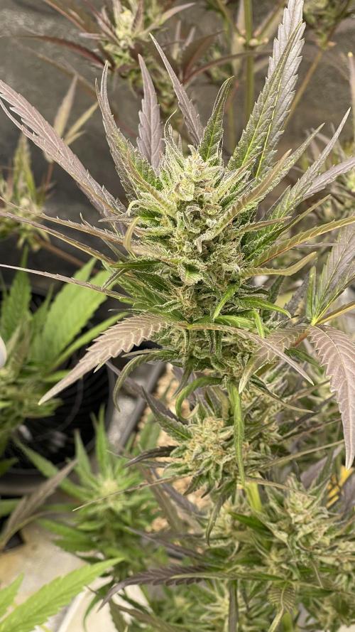 Fast Buds Autos Outdoor + Indoor 2025. Week 6