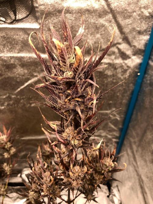 Fast Buds Autos Outdoor + Indoor 2025. Week 14