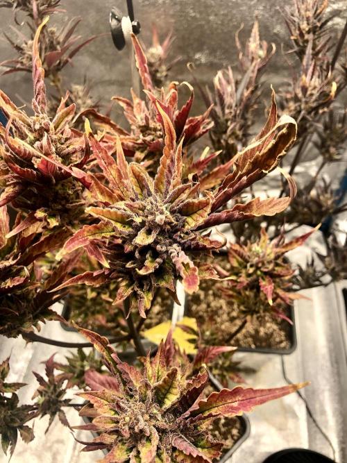 Fast Buds Autos Outdoor + Indoor 2025. Week 14