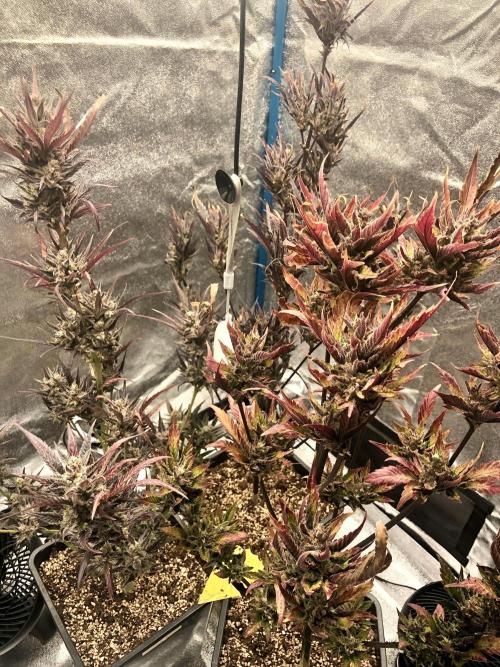 Fast Buds Autos Outdoor + Indoor 2025. Week 14