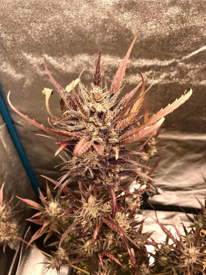 Fast Buds Autos Outdoor + Indoor 2025. Week 15