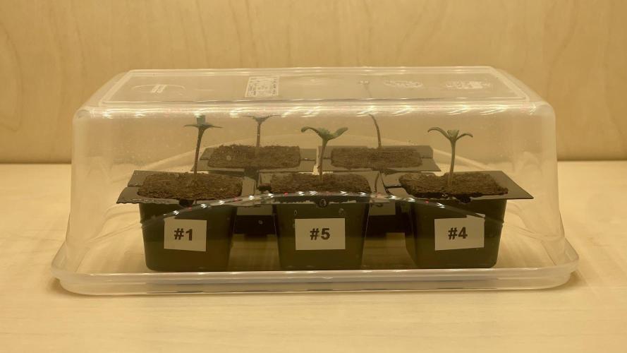 Eternity Grow Cup 2026 - Sticky Broccoli. Week 0 - Nach knapp 3-4 Tagen sind alle Samen gekeimt (Keimrate 100%)