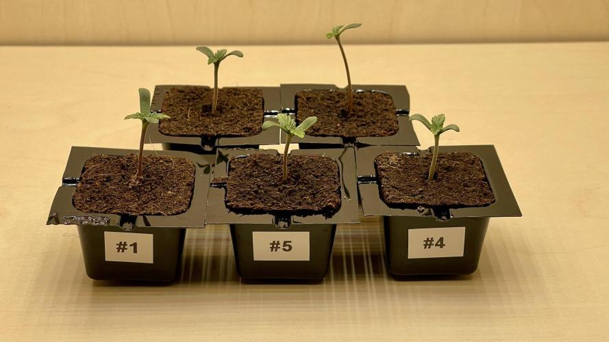Eternity Grow Cup 2026 - Sticky Broccoli. Week 0 - Bisher sind #1, #4 & #5 meine Favoriten. #2 & #3 hinken noch etwas hinterher.
