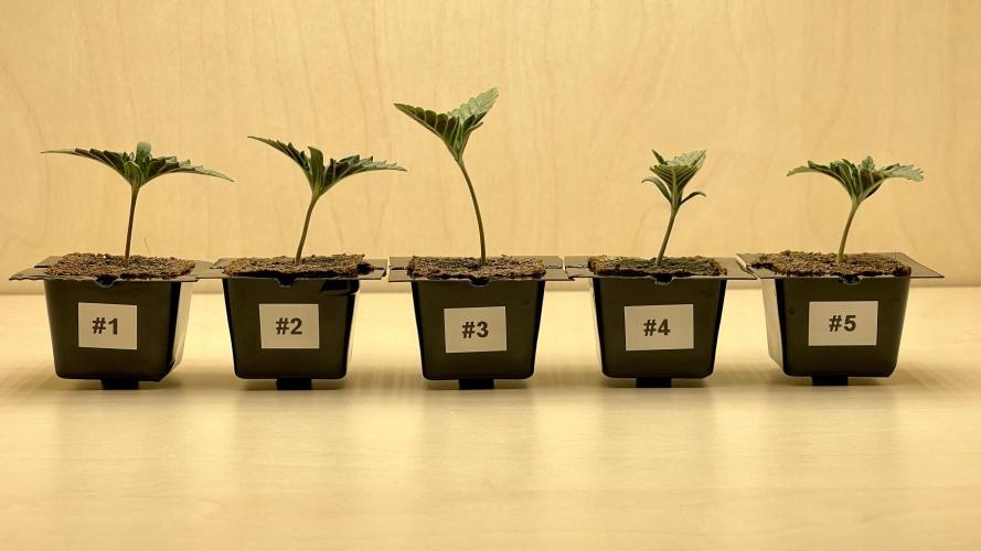 Eternity Grow Cup 2026 - Sticky Broccoli. Week 1 - #3 hat bisher das größte Längenwachstum.