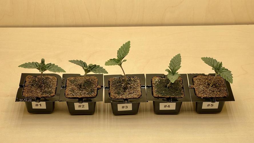 Eternity Grow Cup 2026 - Sticky Broccoli. Week 1 - Bisher sehen alle vital aus.